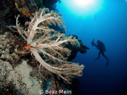 Reef by Boaz Meiri 